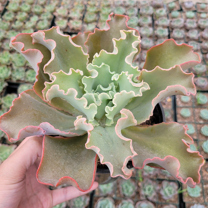 Echeveria 'Dick's Pink' succulent with ruffled, pink-edged leaves.
