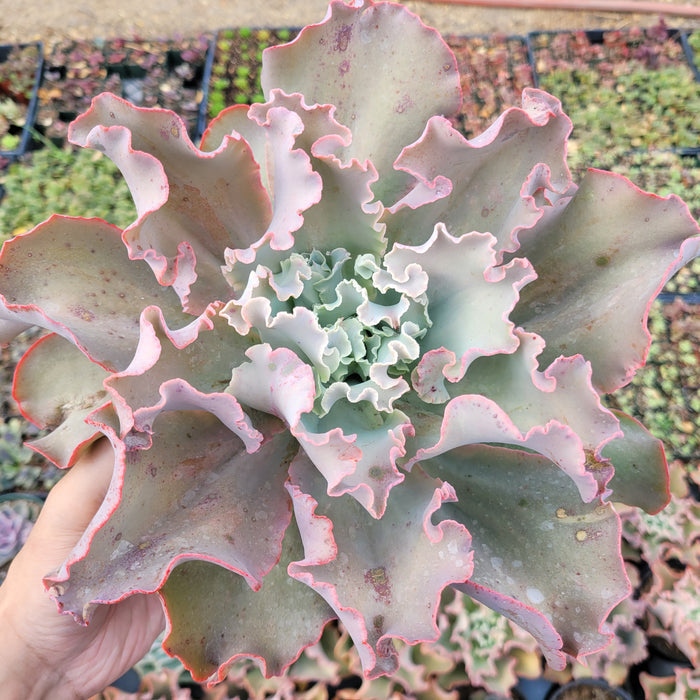 Echeveria 'Dick's Pink' succulent with wavy, pink-tinged leaves.