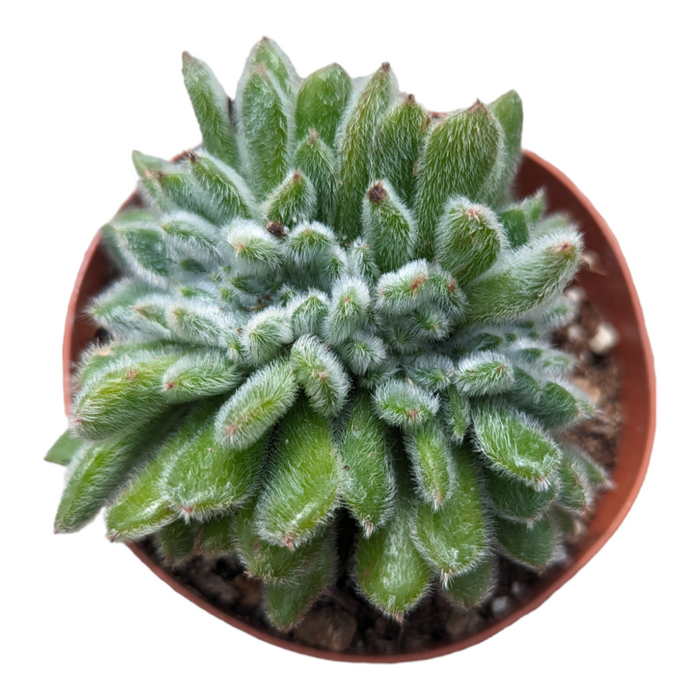 Echeveria 'Doris Taylor' Crest in nursery pot, top view.