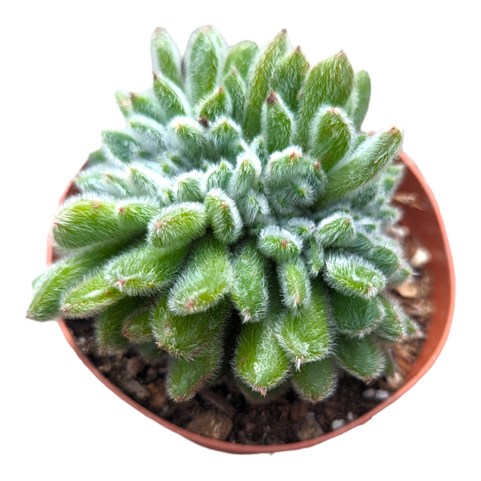 Echeveria 'Doris Taylor' succulent with fuzzy, green, finger-like leaves.