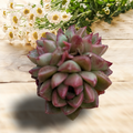 Echeveria Dream Queen succulent with daisies on wood surface.
