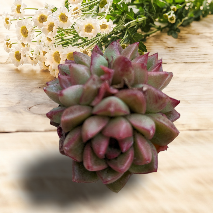 Echeveria Dream Queen succulent with daisies on wood surface.
