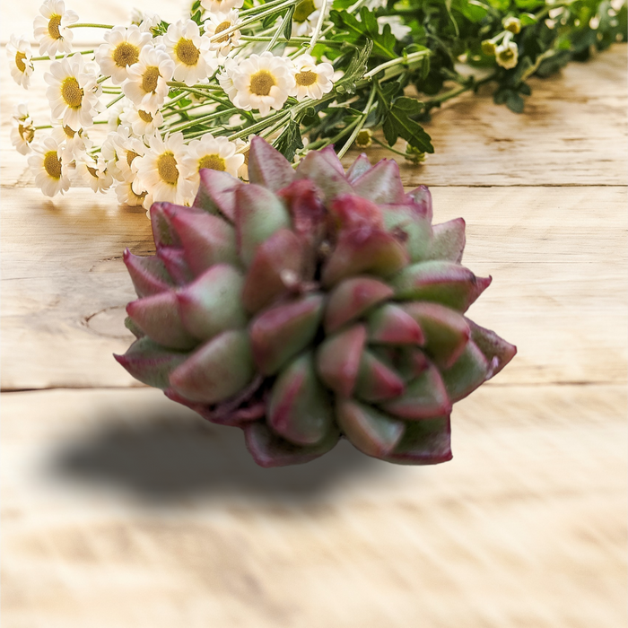 Echeveria Dream Queen succulent with daisy-like flowers behind.