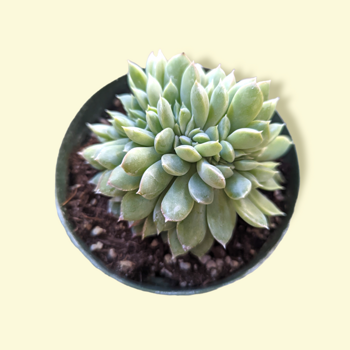 Echeveria elegans Crest in a shallow pot.