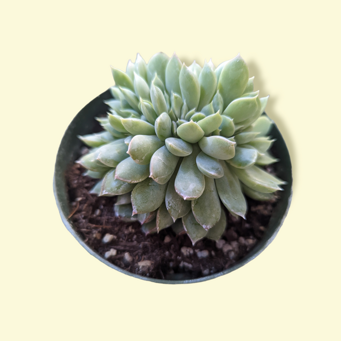 Echeveria elegans Crest in a nursery pot.