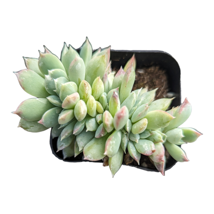 Echeveria elegans Crest in black nursery pot.