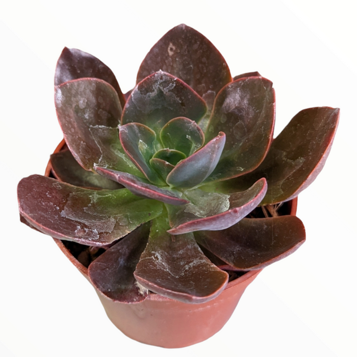 Echeveria 'Eliza' in nursery pot, rosette pattern.