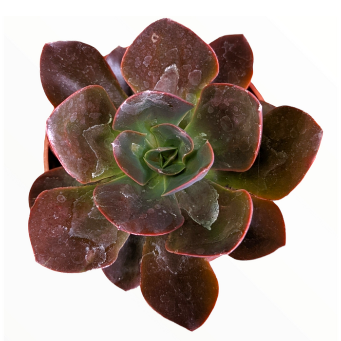 Echeveria 'Eliza' succulent top view in pot.