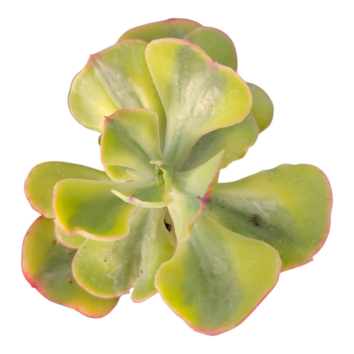 Echeveria 'Enfant' Variegata, pale green, pink-edged succulent.