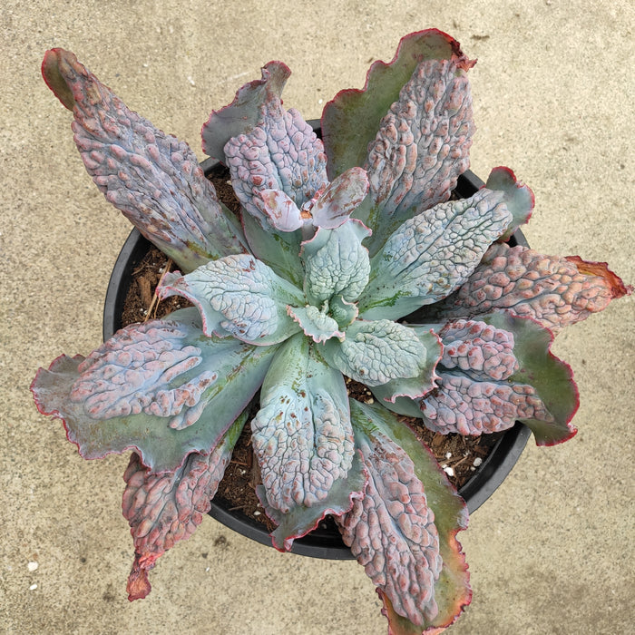Echeveria 'Etna' succulent with wavy, colorful leaves.