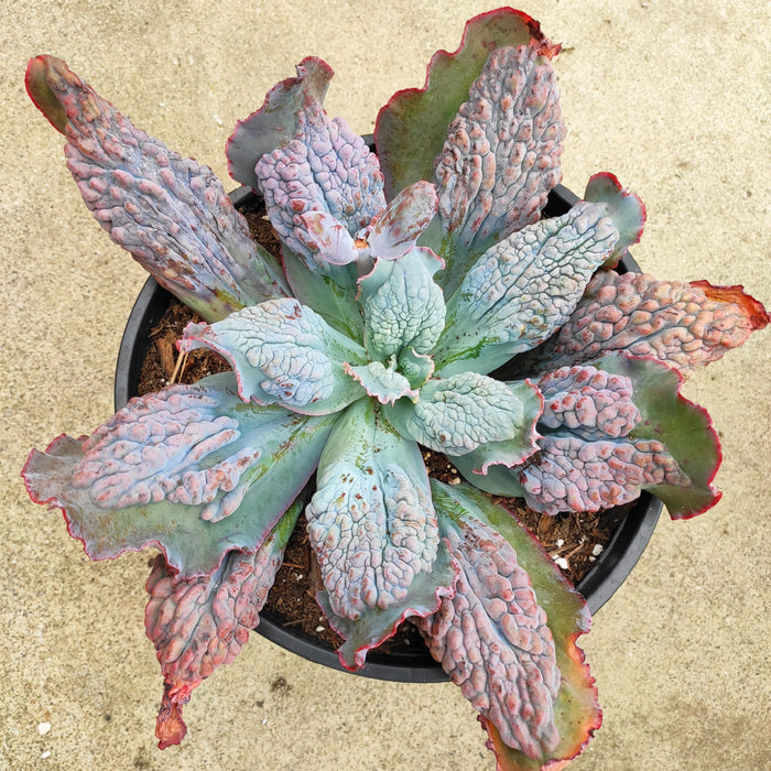 Echeveria 'Etna' succulent with bluish-green, warty leaves.