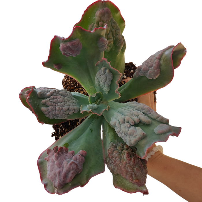 Echeveria 'Etna' succulent with textured leaves in terracotta pot.