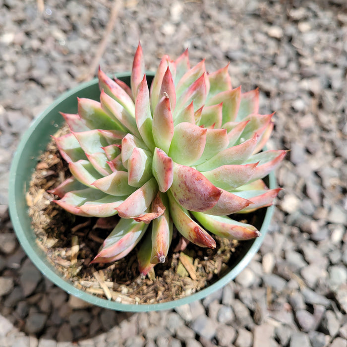Echeveria Ferte in small pot on gravel.