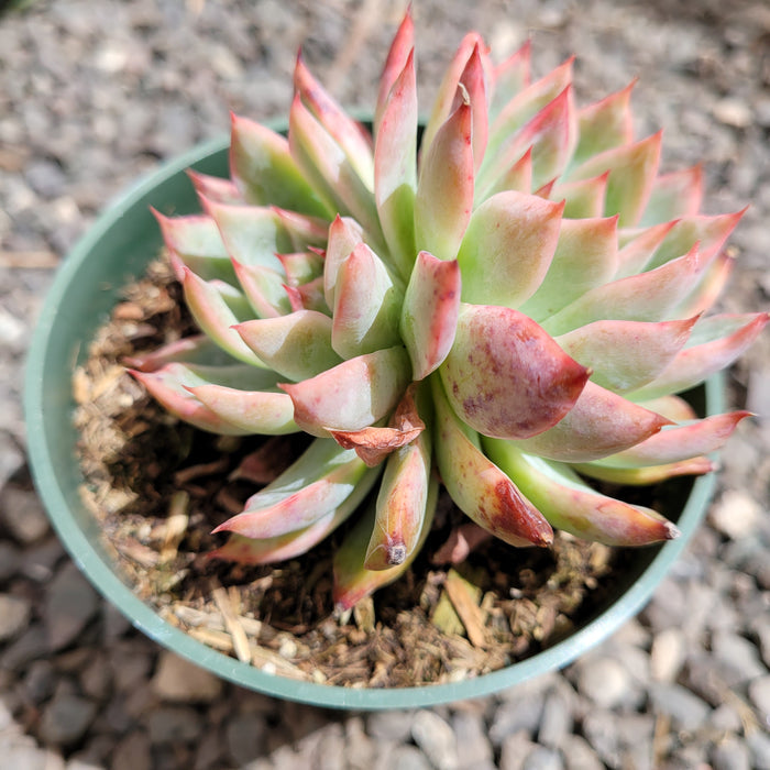 Echeveria Ferte succulent in a nursery pot on gravel.
