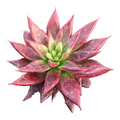 Echeveria Fire Eagle rosette with thick, pointed leaves.