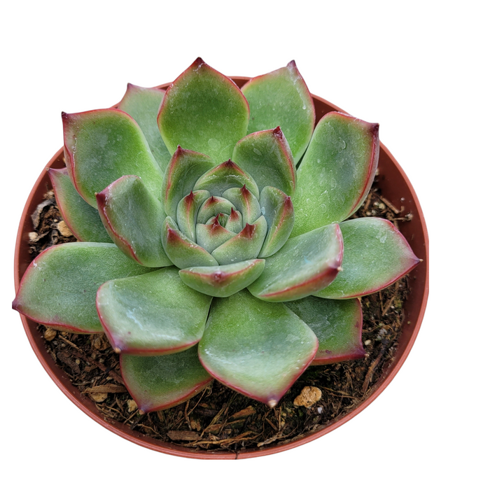 Echeveria Fire Pillar succulent with green leaves, reddish tips.