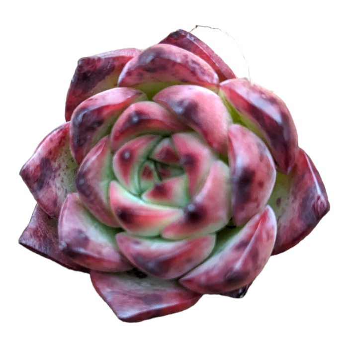 Echeveria Fire Pillar succulent with pink-tipped leaves.