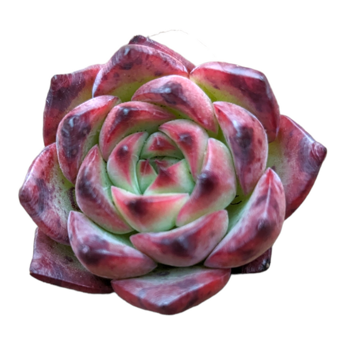 Echeveria Fire Pillar succulent, spiraled rosette with pinkish-red leaf tips.