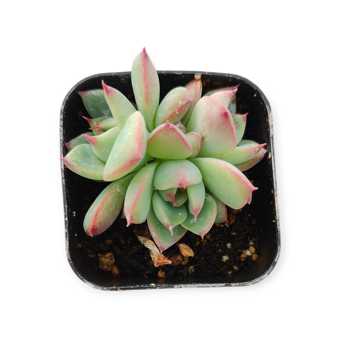 Echeveria Fire Pillar in square black pot.