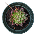 Echeveria Firefly succulent in nursery pot, top view.