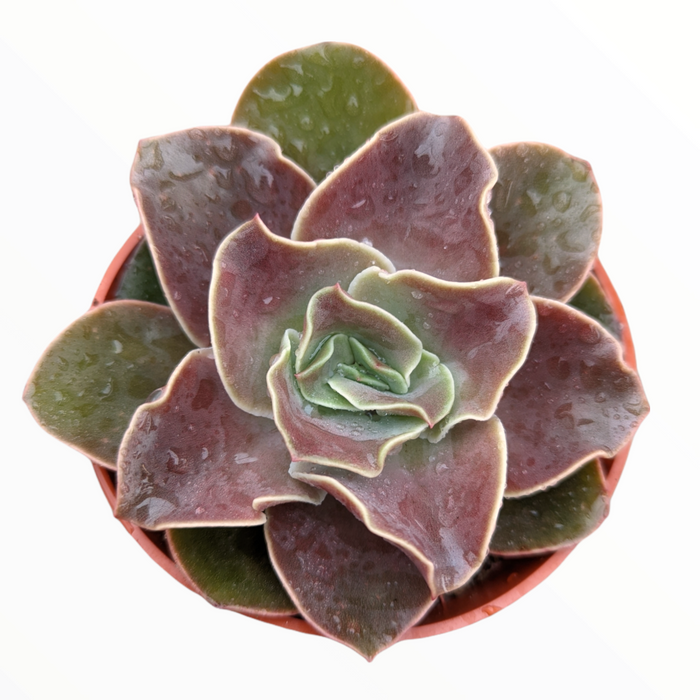 Echeveria 'Fireglow' succulent with water droplets on leaves.