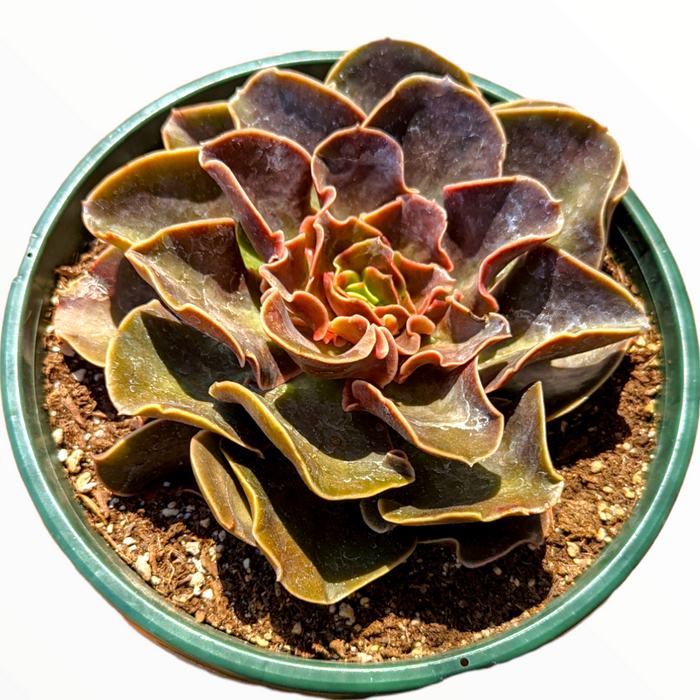 Echeveria 'Fireglow' in green nursery pot.
