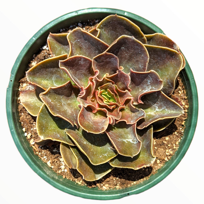 Echeveria 'Fireglow' succulent in green nursery pot.