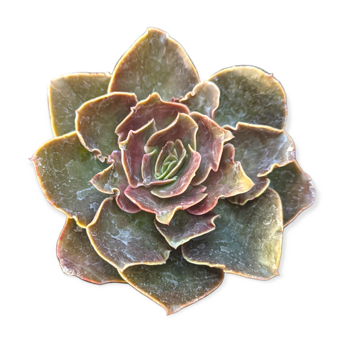 Echeveria 'Fireglow' succulent with purplish-bronze leaf edges.