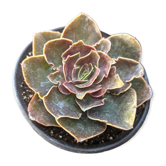 Echeveria 'Fireglow' succulent in round pot.