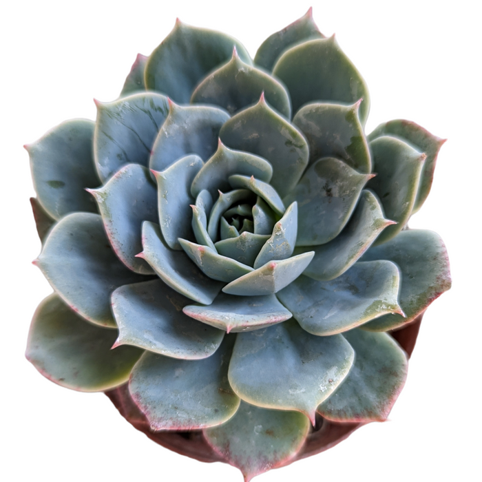 Echeveria 'Fleur Blanc' in rosette form, top-down view.