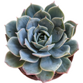 Echeveria 'Fleur Blanc' succulent in spiral leaf formation.