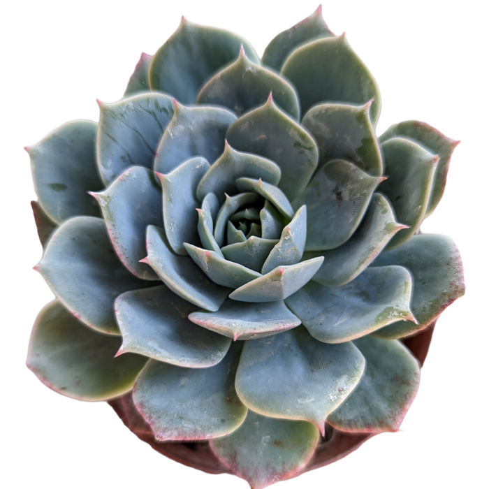 Echeveria 'Fleur Blanc' succulent in spiral leaf formation.