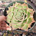 Echeveria Flority succulent in hand, green leaves with pink tips.