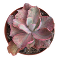 Echeveria Flying Cloud Variegata succulent, fleshy leaves, pink edges.