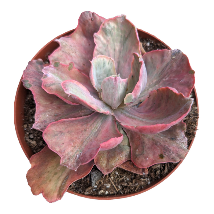 Echeveria Flying Cloud Variegata in nursery pot.