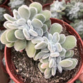 Echeveria 'Frosty' Crest: Silvery-green, velvety-leaf succulent.