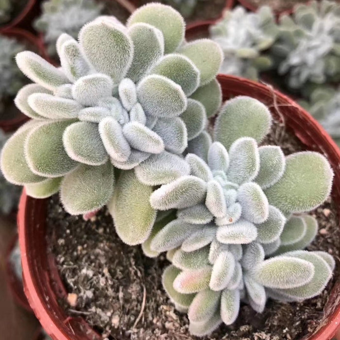 Echeveria 'Frosty' Crest, velvety, potted fuzzy-leafed succulent.