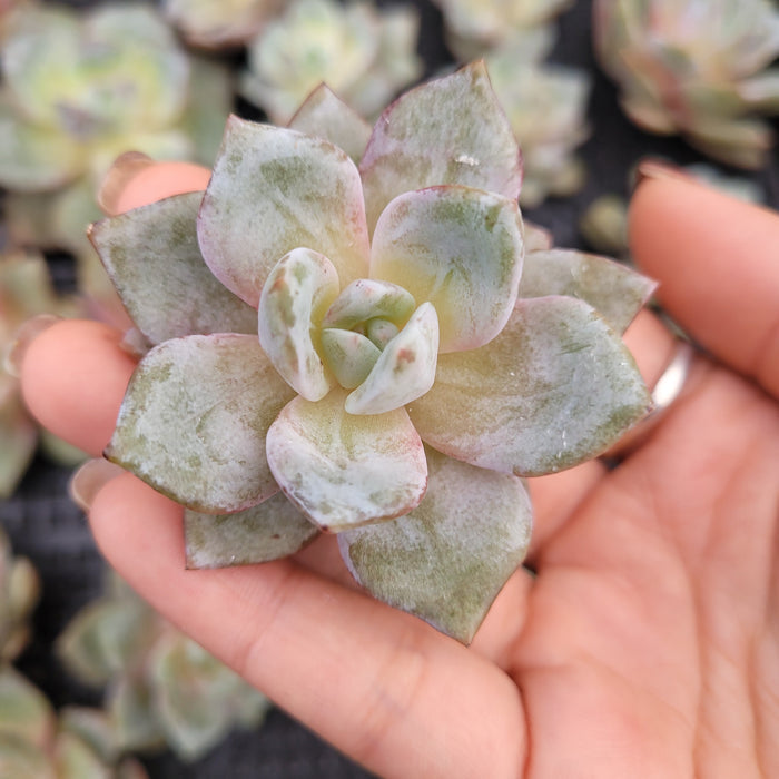 Echeveria German Champagne succulent held in hand, pink-edged leaves.