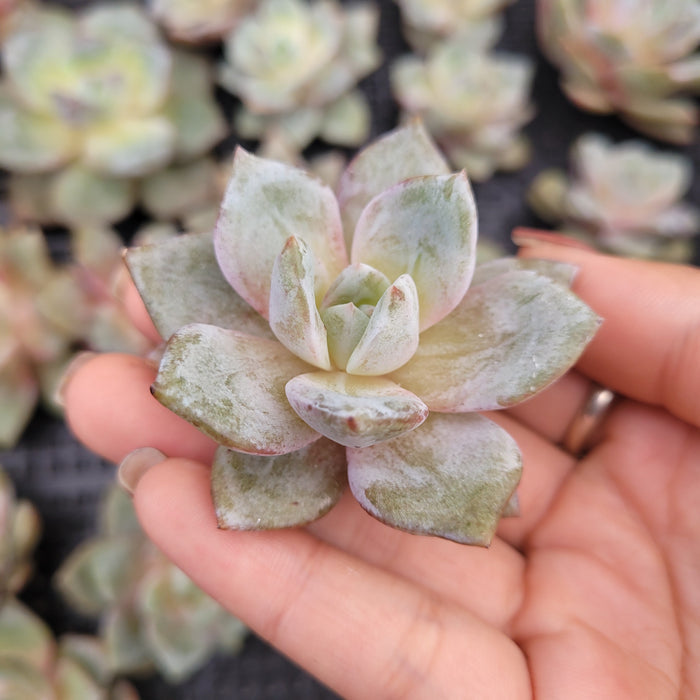 Echeveria German Champagne succulent held gently, showcasing rosette form.