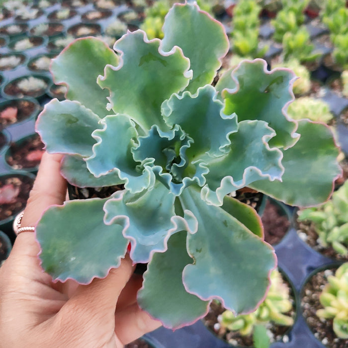Echeveria 'Giant Blue' succulent, pastel green with pink edges.