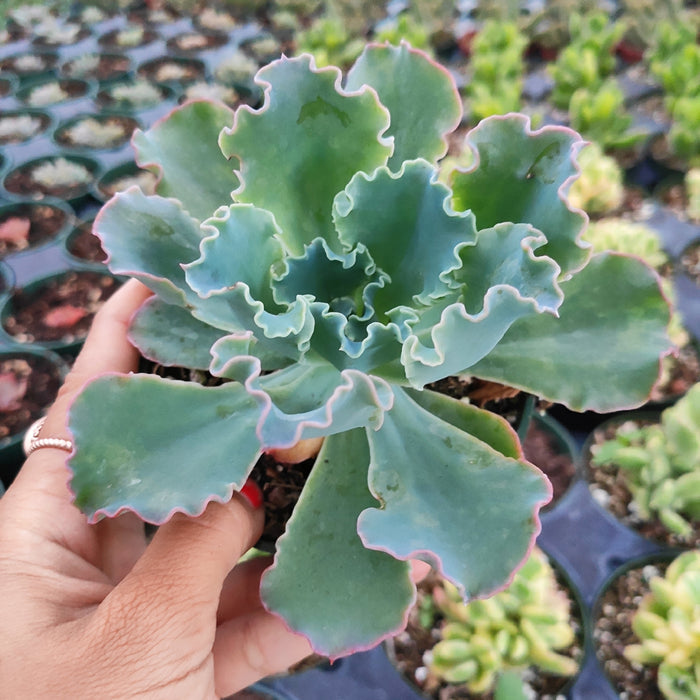 Echeveria 'Giant Blue' succulent, held above nursery tray.