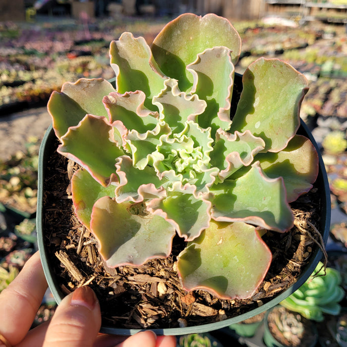 Echeveria 'Giant Blue' in nursery pot, ruffled leaves.