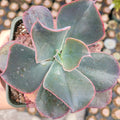 Echeveria gibbiflora Hybrid in nursery pot.