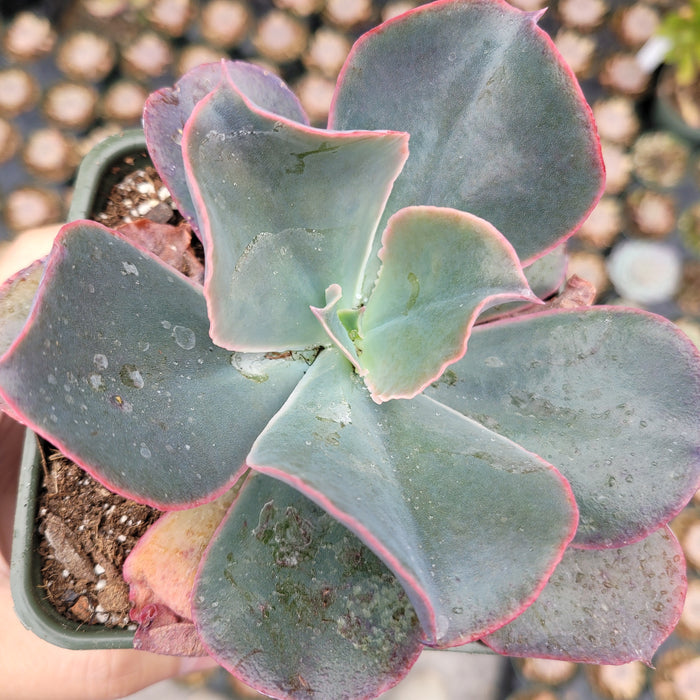 Echeveria gibbiflora Hybrid in nursery pot.