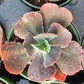 Echeveria gibbiflora, potted rosette-type succulent with scalloped leaves.