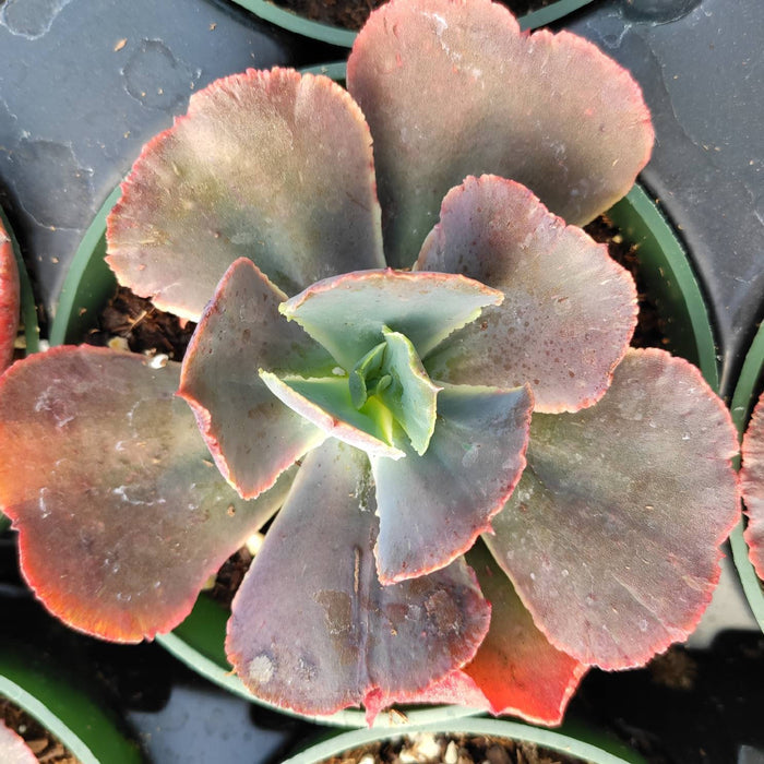Echeveria gibbiflora succulent with bluish-green leaves and pink edges.