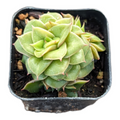 Echeveria 'Gold Frame' succulent in black nursery pot.