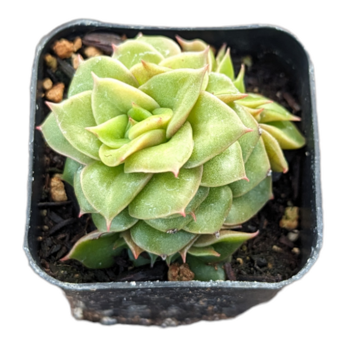 Echeveria 'Gold Frame' succulent in black nursery pot.