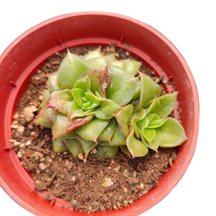 Echeveria 'Gold Frame' in red pot, spiraled green leaves.