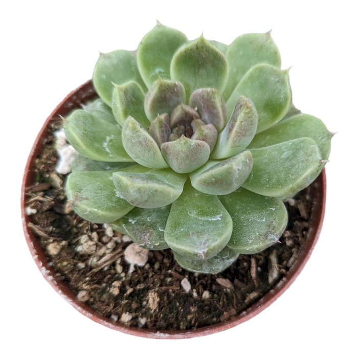 Echeveria Grape Ice succulent in small pot.